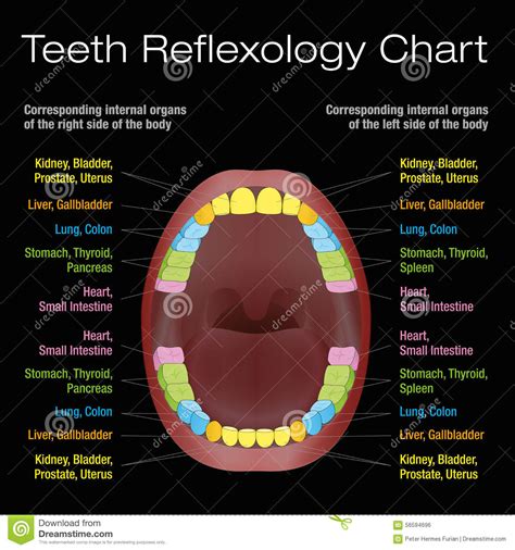 View, isolate, and learn human anatomy structures with zygote body. Adult Dental Chart Vector Illustration | CartoonDealer.com ...