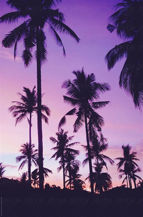 Summer Silhouetted Palm Trees Pattern During Beautiful