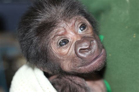 Baby Gorilla Born After A Rare C Section At British Zoo Cbs News