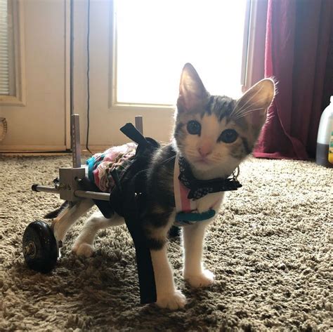 Kitten Who Lost Use Of Back Legs Now Moves Faster Than Other Cats And