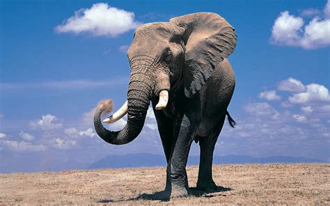Free Elephant Images Hd Desktop Wallpapers 4k Hd