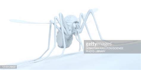 Mosquito High Res Illustrations Getty Images