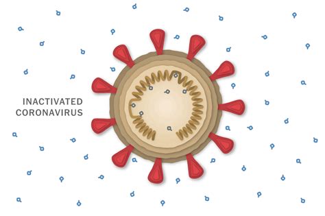 In late december 2020, it was in phase iii trials in argentina, bahrain, egypt, morocco, pakistan, peru, and the united arab emirates (uae) with over 60. Sinovac Vaccine Box : China's Sinopharm, Sinovac Covid-19 ...