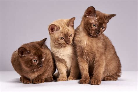 Disini oohsenyum senaraikan kucing comel yang sangat popular di dunia. Gambar Kucing Comel dan Manja (Anak Kucing Lucu dan Paling ...