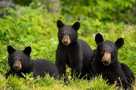 Black Bear And Her Two 6mth Old Cubs Copyright Robert Andersen