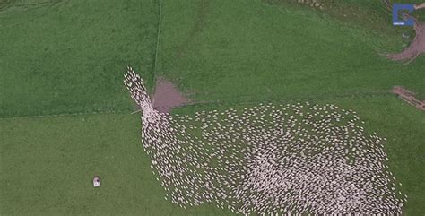 Alizul Video Watch This Mesmerising View Of Sheep Being Herded