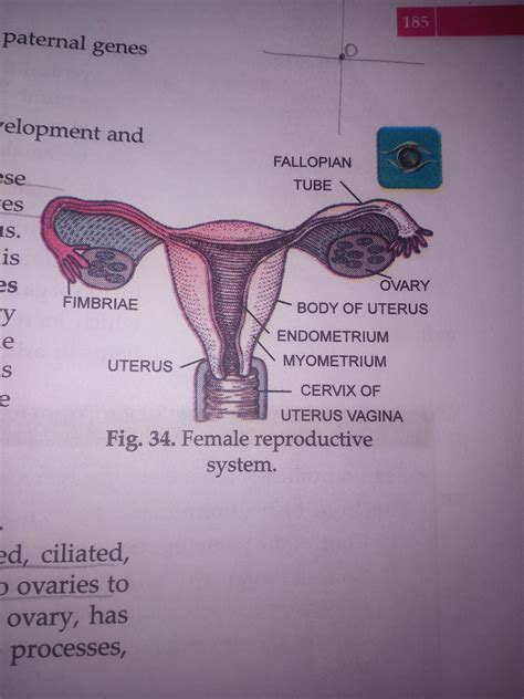 Anatomical Diagram Of Female Reproductive System ~ Reproductive