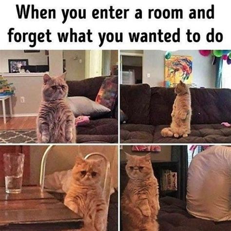 Get In The Caturday Mewd With These 30 Fresh Cat Memes Funny Cat