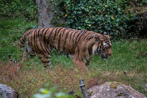 Free Images Nature Wildlife Zoo Jungle Predator Fauna Tiger