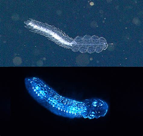 Three Quarters Of Deep Sea Creatures Make Their Own Light Science Times