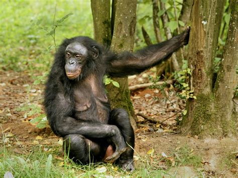 Female Bonobos Phony Sex Displays Let Them Pick Mates At Leisure