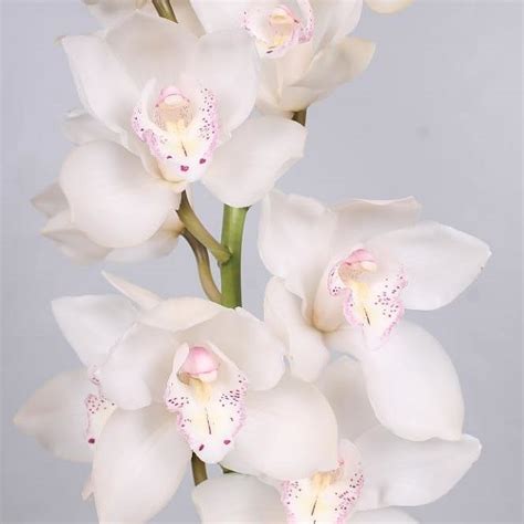 CYMBIDIUM ORCHID SNOW WHITE 80cm 12 Wholesale Dutch Flowers