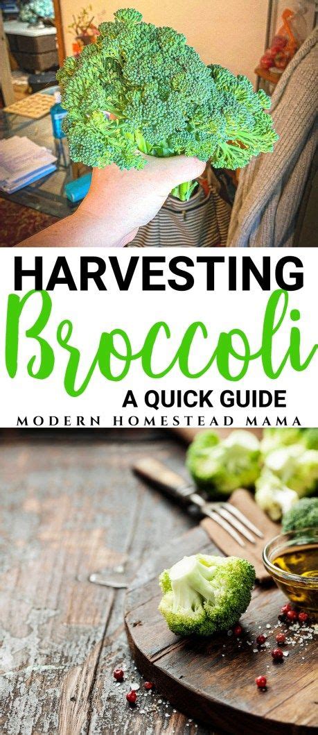 Harvesting Broccoli When And How To Harvest Broccoli Fresh Broccoli