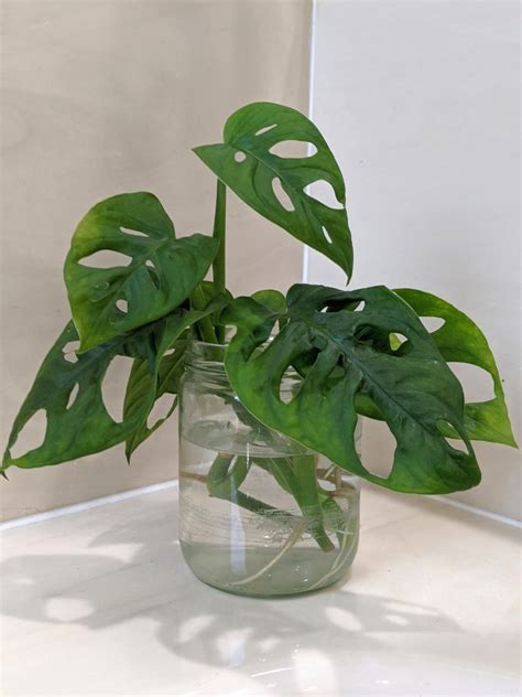 How To Propagate Monstera Adansonii 3 Ways And Tips For Each Method