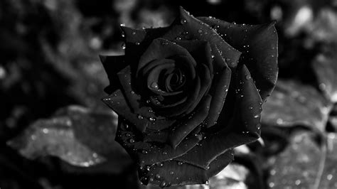Get Black Wallpaper With Rose Background
