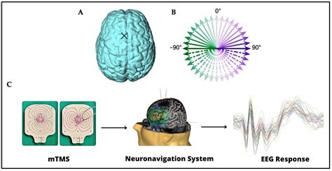 Brain Sciences Free Full Text Tms Induced Modulation Of Eeg