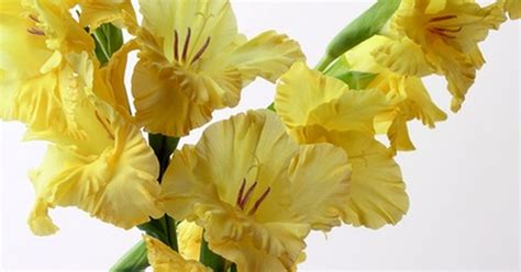 Although glads can tolerate shallow planting, placing them at least 6 inches under the soil's surface provides support to emerging shoots. How to grow gladiolus bulbs indoors | eHow UK