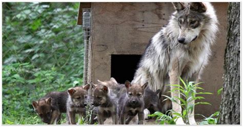 Arizona Game And Fish Votes To Increase Mexican Gray Wolf ‘cross