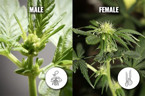 The Ultimate Guide To Cannabis Plant Anatomy Latest 420 Seeds
