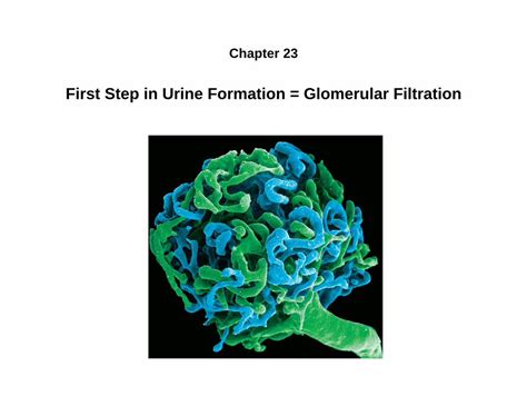 Pdf First Step In Urine Formation Glomerular Filtration Glomerular Filtration Kidneys
