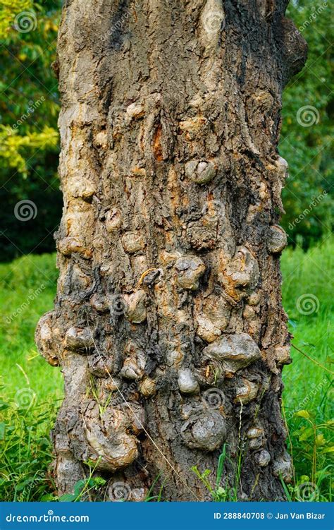 Lumps And Growths On Trees Tree Cancer Stock Photo Image Of Cancer