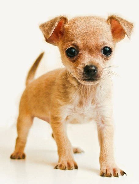 Chihuahua Small Dog Breed ~ Breeds Of Small Dogs Best Small Dog Breeds