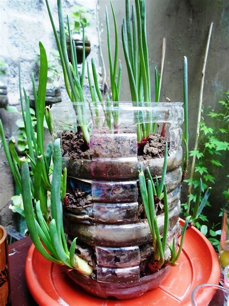 Onion growing indoors | Mini garden, Growing onions, Growing indoors