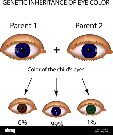 Genetic Inheritance Of Eye Color Brown Blue Green Eyes Infographics