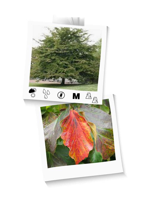 Zone 4 Trees | California Urban Forests Council