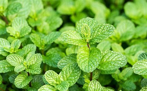 The 8 Best Herbs To Grow For A Beginners Herb Garden