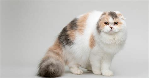 Scottish Fold Munchkin Cat What You Need To Know