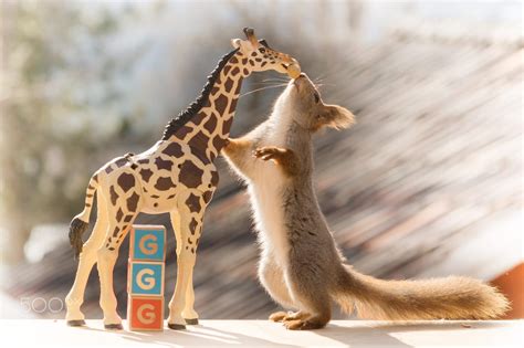 Close Up Of Red Squirrel Holding A Giraffe With Wooden Blocks With