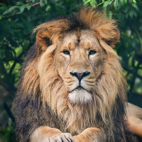 Beautiful Portrait Of Asiatic Lion Panthera Leo Persica Photograph By