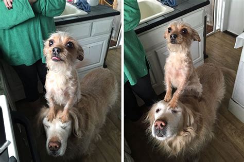 146 Funny Photos Of Dogs Begging For Food That You Just