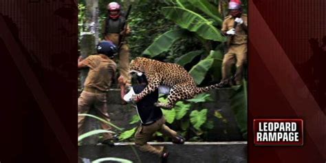 Video Leopard Goes On A Rampage Mauling Nearly A Dozen People Fox News Video