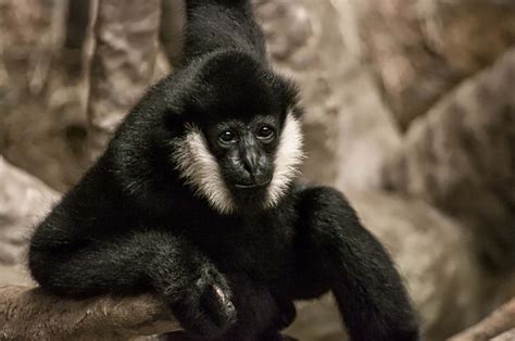 A Guide To Chicagolands Brookfield Zoo