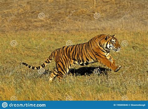 Bengal Tiger Panthera Tigris Tigris Adult Running Stock Photo Image