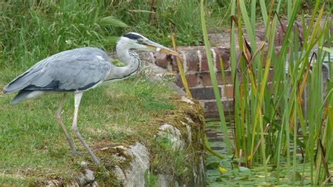 P1010472 Heron Fishing Caen Hill Locks Lennysfromheaven Flickr