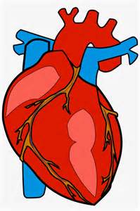 anatomy clipart clip art human body heart clipart cliparts my xxx hot girl