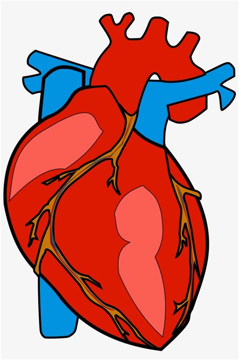 Download Library of anatomical heart free stock svg png files Clipart Art 2019