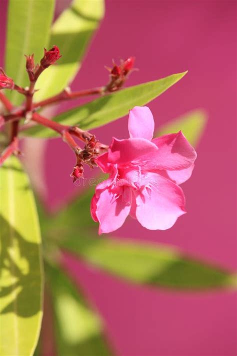Light Pink Oleander Flower Closer Stock Image Image Of Light Colors