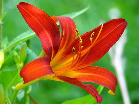 Wow 22 Gambar Bunga Bakung Berkembang Biak Dengan Gambar Bunga Indah