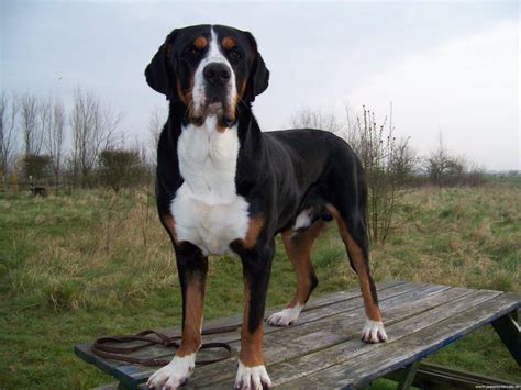 Grosser Schweizer Sennenhund Best Guard Dog Breeds Calm Dog Breeds
