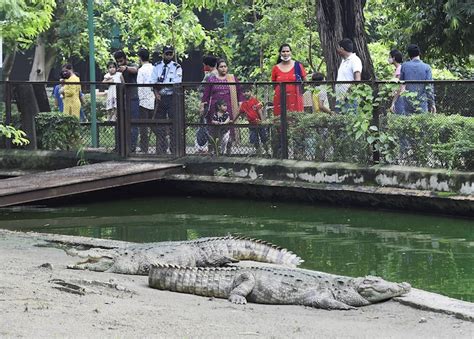 Delhi Zoo Reopens In Two Shifts After Three Months In Pics India Today