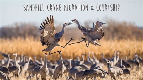 Sandhill Crane Migration And Courtship Youtube