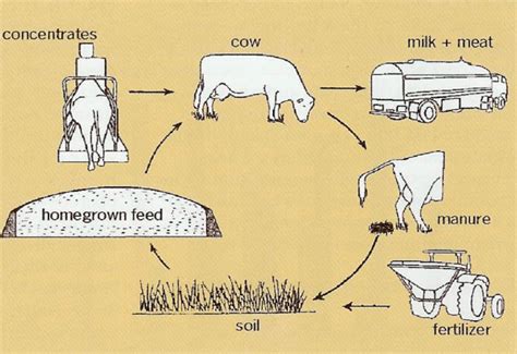 The Animal Manure Soil Feed And Fodder Cycle Download Scientific Diagram
