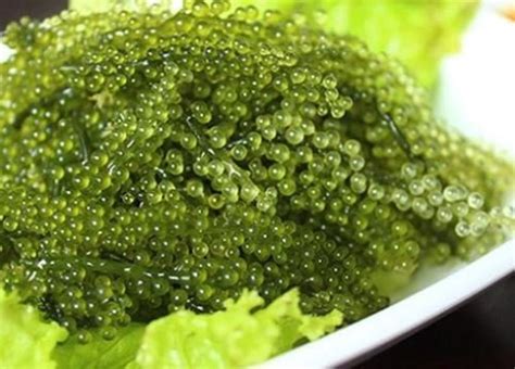 Sea Grapes King Umibudo Dehydrated Lato Seaweed Green Caviar