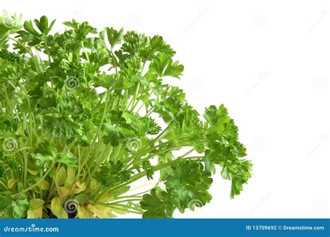 Parsley Tree Stock Photo Image Of Cultivated Freshness 13709692