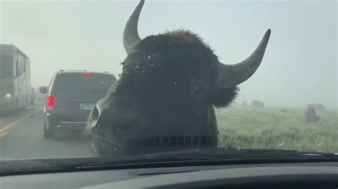 Yellowstone Bison In The Car Windshield Youtube