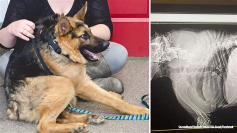 Quasimodo Dog With Short Spine Has Big Heart Abc13 Houston